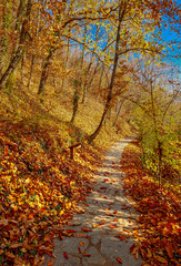 Autumn wonderland