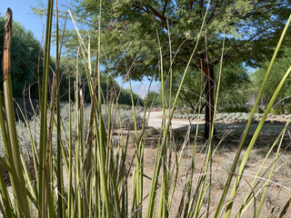 Tropical desert garden with dry plant and cactus.