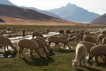 Naklejka premium Herd of Alpacas Grazing in Peru, near Cusco