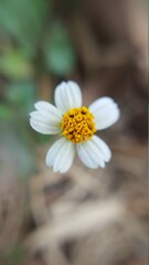 Flores
