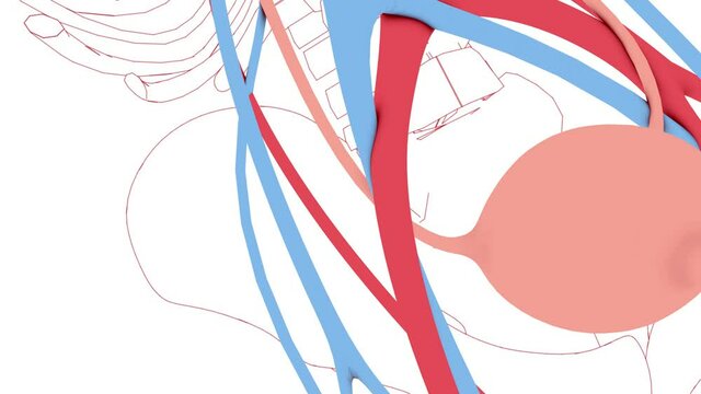 Animation of the urinary system, veins and arteries in 3d, and the skeleton line drawing. Cropped image on white background, with flat colors. That runs from the kidney through the urethra to the blad