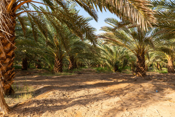 Palm trees at a date plantation in Al Ula, western Saudi Arabia