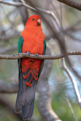 The Australian king parrot (Alisterus scapularis).