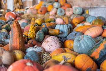 Autumn harvest of a colorful variety of fresh pumpkins and gourds