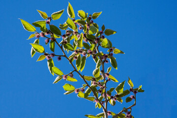 leaves on sky background with purple flower