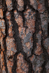 Background image - textured bark of old pine