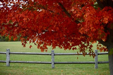 Fall foliage with fence
