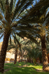 Obraz na płótnie Canvas Palm trees at a date plantation in Al Ula, western Saudi Arabia