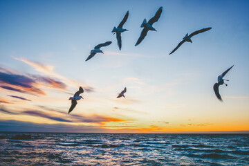 Fototapeta na wymiar Birds flying over ocean at dusk in Australia