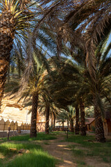 Palm trees at a date plantation in Al Ula, western Saudi Arabia