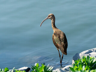A Glossy Ibis standing in a pond