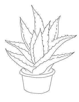 recommend clip art: Aloe Vera Plant in the Pot hand made outline drawing coloring page