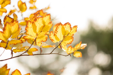 Naklejka na ściany i meble autumn yellow leaves on a branch