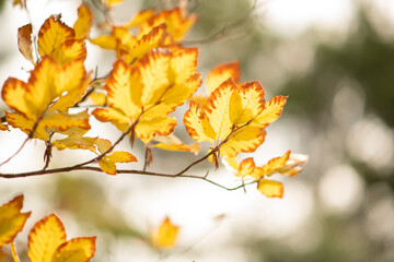 Naklejka na ściany i meble autumn yellow leaves on a branch