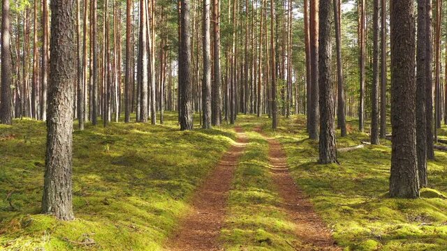 Dirt Road Running Through A Pine Tree Forest