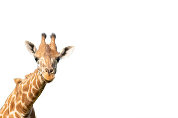 giraffe in the lower left corner of the screen, isolate on white