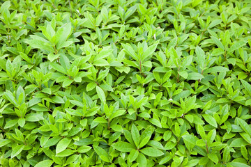 Obraz premium 垣根