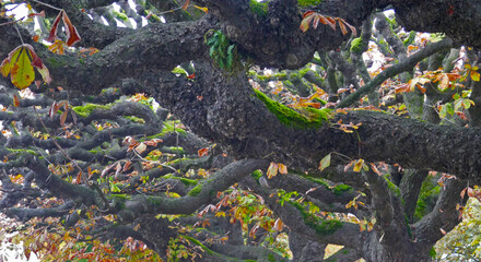 old tree branches covered in moss in south eastern Victoria.