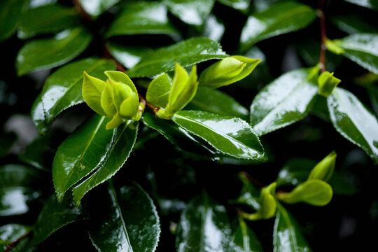 44 Best 椿の葉 Images Stock Photos Vectors Adobe Stock