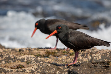 Australian sooty oystercatcher (Haematopus fuliginosus).