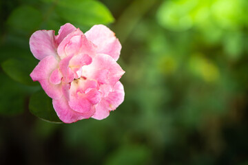 Naklejka na ściany i meble Roses in the garden