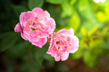 Fototapeta na wymiar Roses in the garden