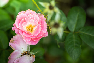 Obraz premium Roses in the garden