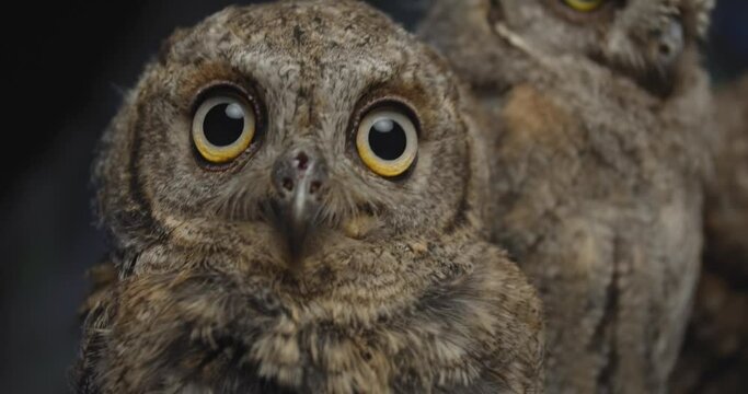 Close up of a cute baby owl looking at the camera, studio footage, 4k