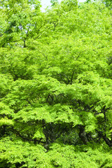 Fototapeta premium 新緑