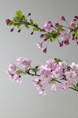 Obraz premium カイドウ