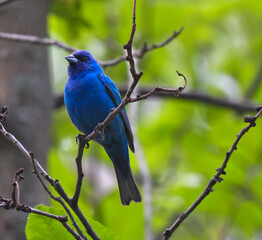 Fototapeta premium Stunning Dark Blue Indigo Bunting Bird Perched on Tree Branch with Green Forest Blurred in Background 