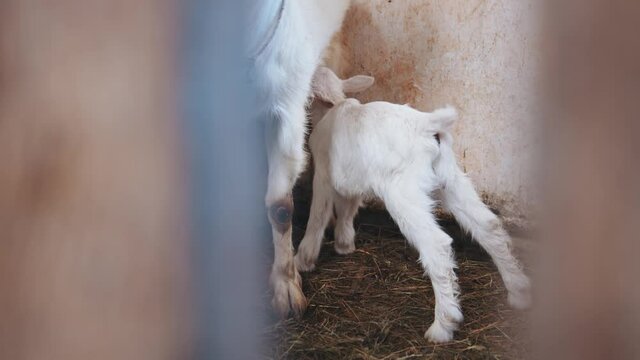 Little baby goatling eating mom's milk in the stable. White goat breastfeeding a newborn baby. Livestock agriculture. Animals life.