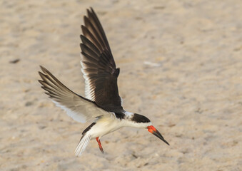 A black skimmers, a tern-like seabirds, just landing on the beach at Amelia Island, Florida.