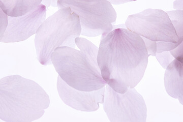 サクラの花びら