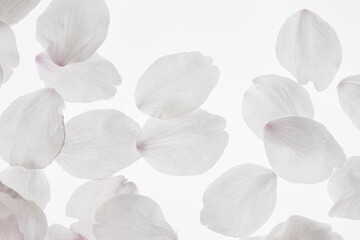 サクラの花びら