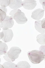 サクラの花びら