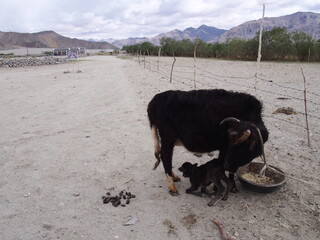 Cows living in a beautiful natural environment, Pangong tso (Lake), Durbuk, Leh, Ladakh, Jammu and Kashmir, India