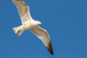 A juvinal laughing gull in flight at the beach at Amelia Island, Florida.