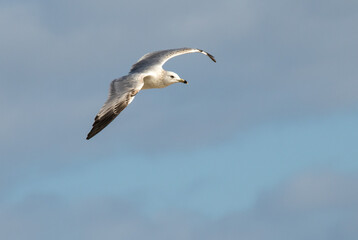 A juvinal laughing gull in flight at the beach at Amelia Island, Florida.