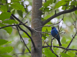 Stunning Bright Blue Indigo Bunting Bluebird Bird Perched on Branch with Beak Open in Profile View Among a Sea of Green Foliage Blurred in Background