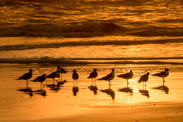 Fototapeta premium Laughing gulls shilouetted on the orange wet sand on the beach at sunrise on Amilia Island.