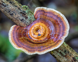 Bracket fungus (Microporus xanthopus) - Copeland Tops rainforest, NSW, Australia