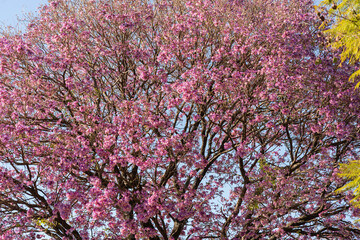 Pink ipe tree (Tabebuia impetiginosa) blooming in the spring season