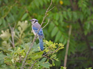 Profile Closeup of BlueJay Bird at Top of Oak Tree Branch Looking to the Side with Full Blue Plumage Displayed