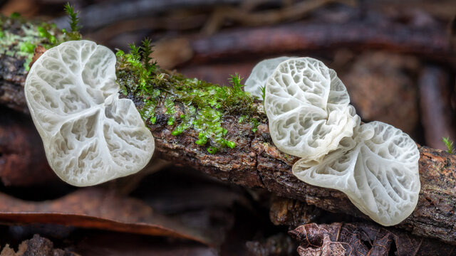 Campanella junghuhnii fungus - Copeland Tops rainforest, NSW, Australia