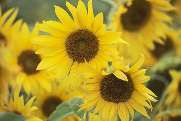 close up of straight on sunflower centres in a field