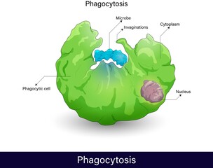 Fototapeta Mechanism of Phagocytosis process. endocytosis of microbe, phagocytosis by immune cells (macrophage, neutrophil, dendritic cell). cell eating, isolated Phagocytosis in Green color vector illustration obraz