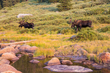 Wild moose going for a morning hike in the Mount Evans wilderness in Colorado.