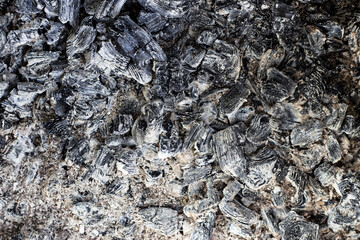 texture of the bark of tree