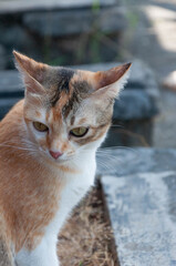 a three coloured cat is looking at something.